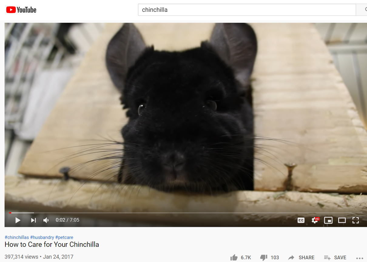 chinchilla niche